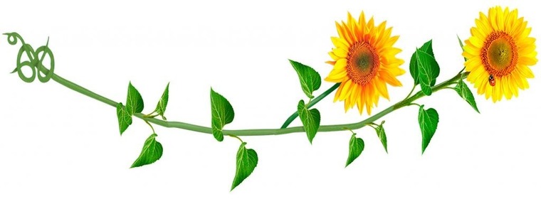 Sool Flores cover image