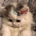 Sophie Sweetheart avatar