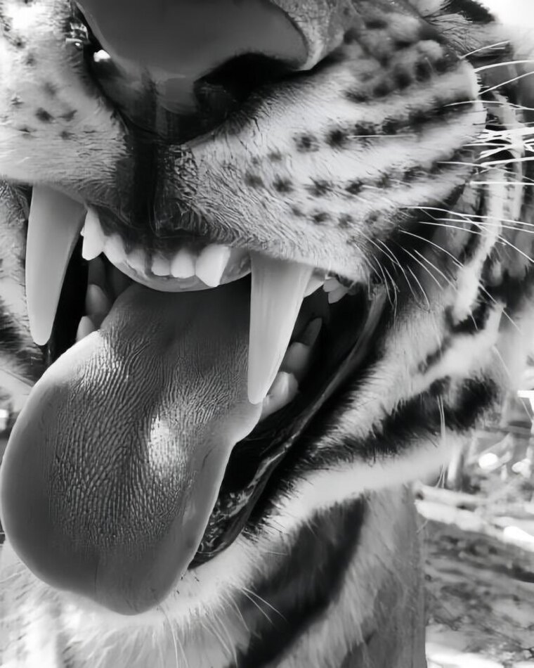 Soffffff❕ cover image