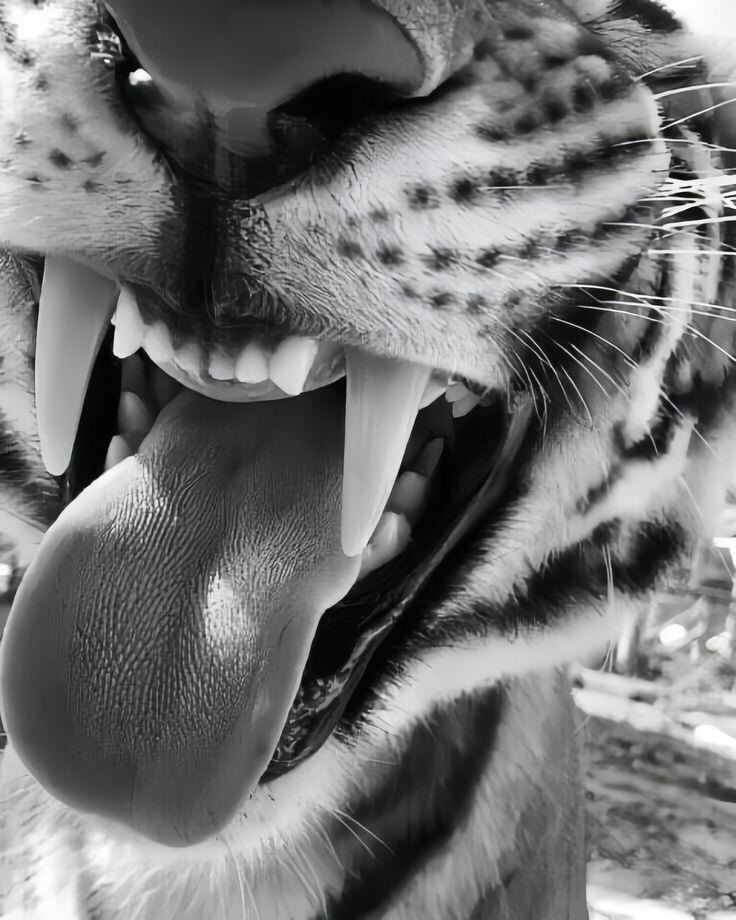 Soffffff❕ banner image