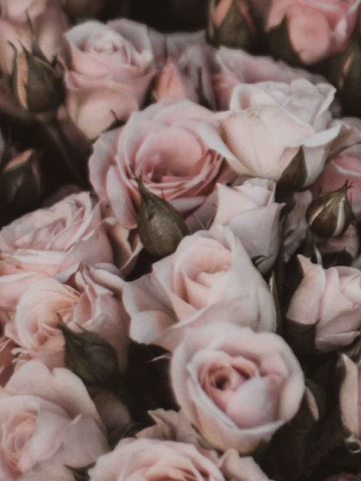 SouthernCruelA banner image