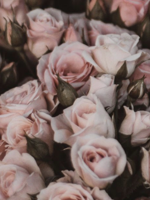 SouthernCruelA cover image