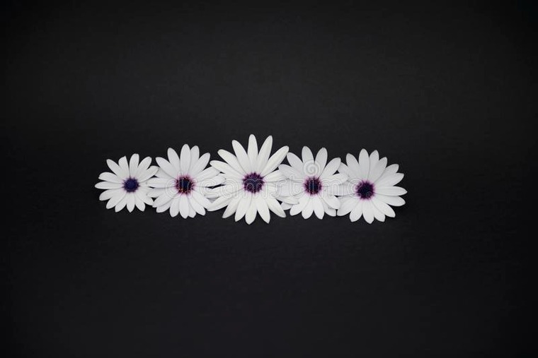 Laura camila cover image