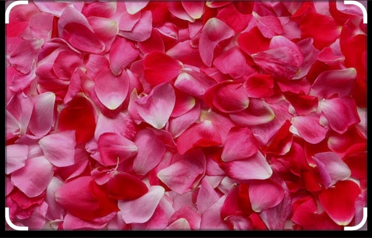 Rosewine banner image