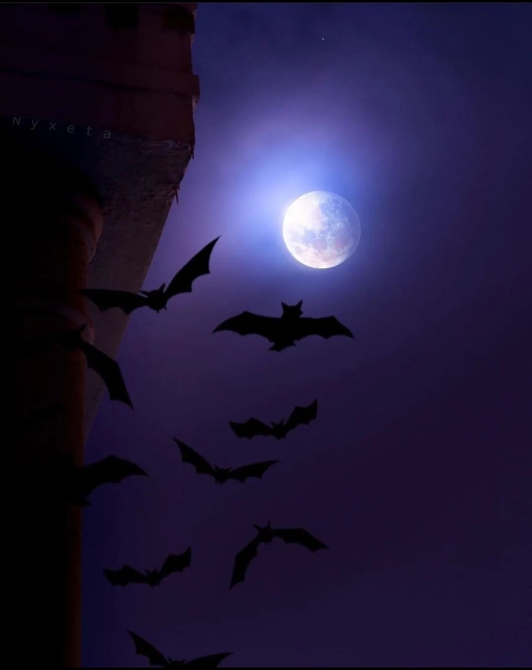 🦇💜Stephanie💜🦇 cover image