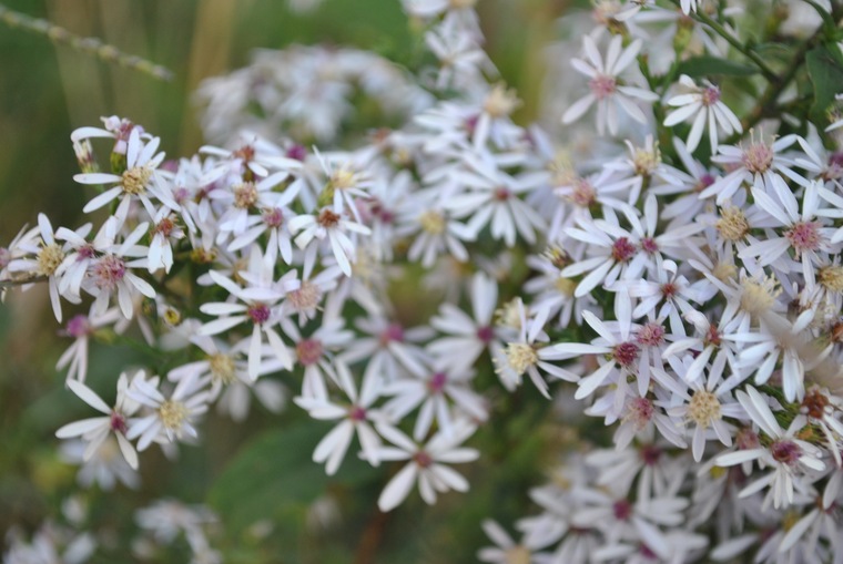 Lady Luna 🌙 cover image