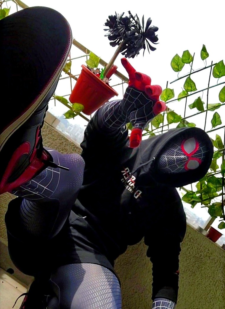SpiderSex cover image
