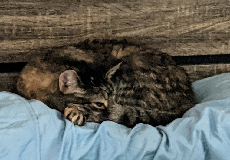 Spiffy Kitty cover image