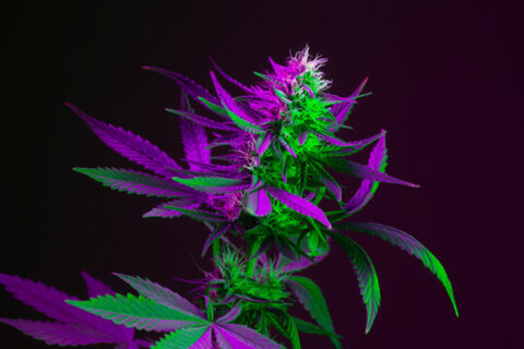 Spooky_bit_indica4200 cover image