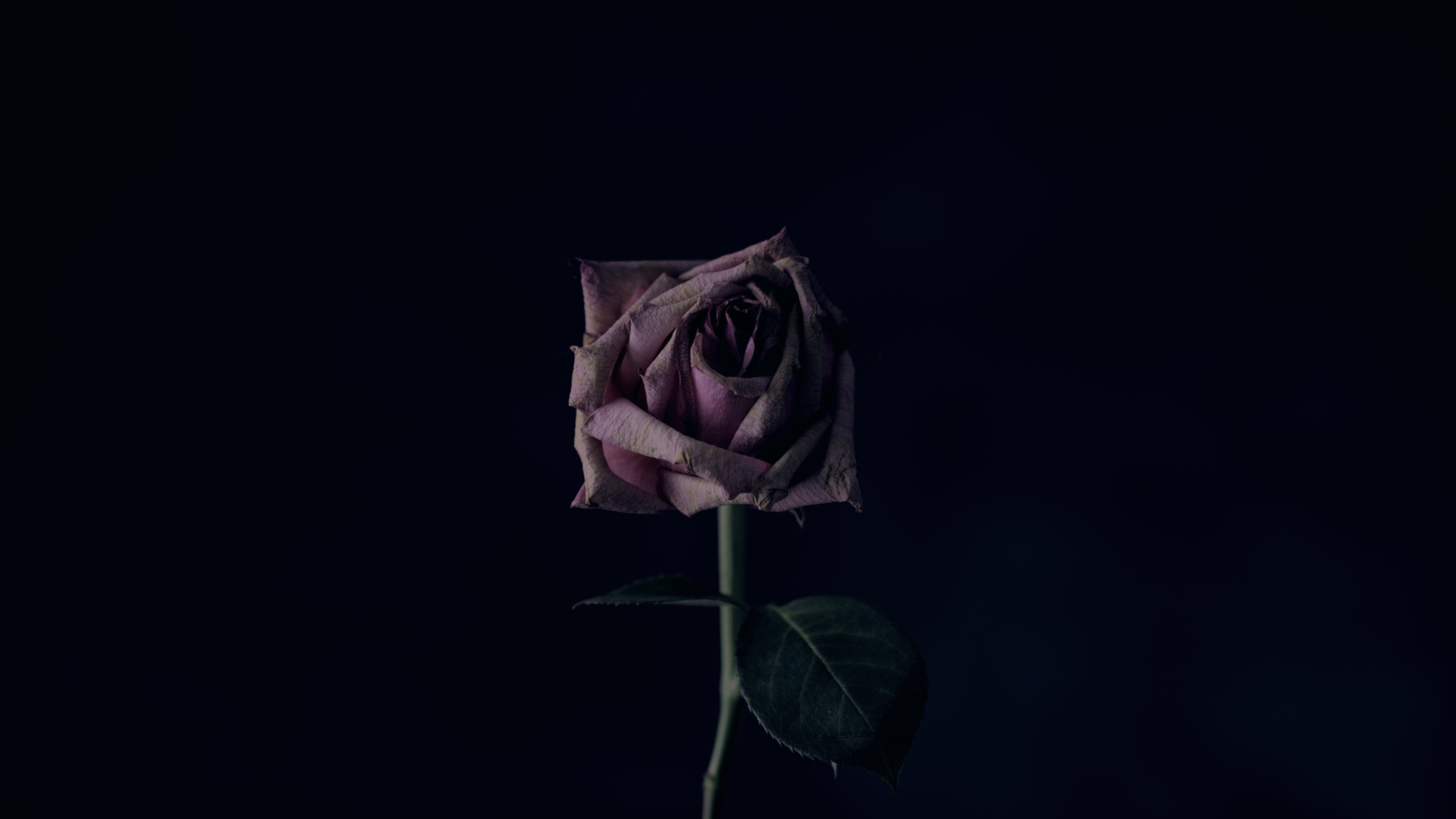 SG banner image