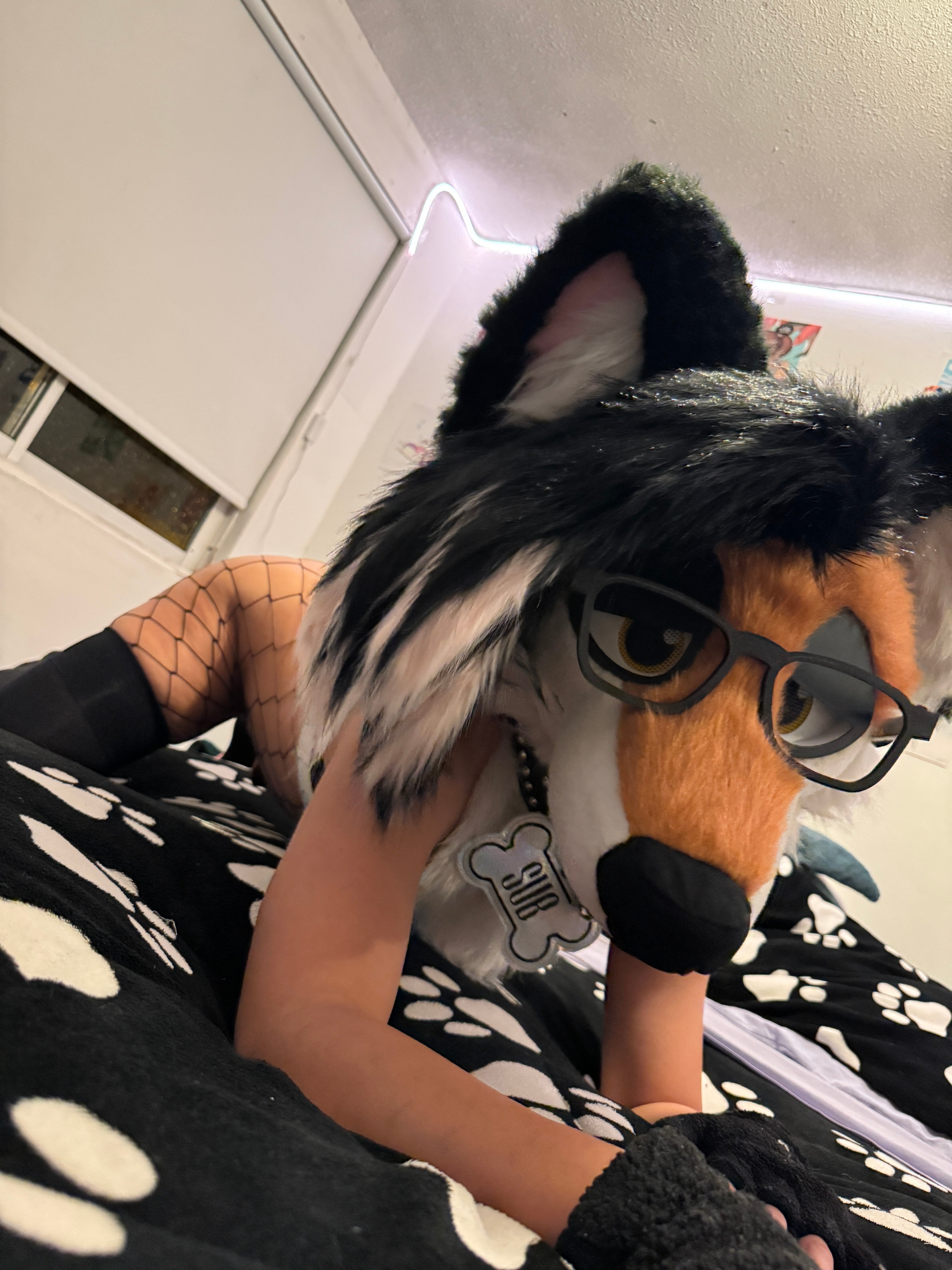 Vulpy fox ๐ฆ๐จ๐ฑ banner image