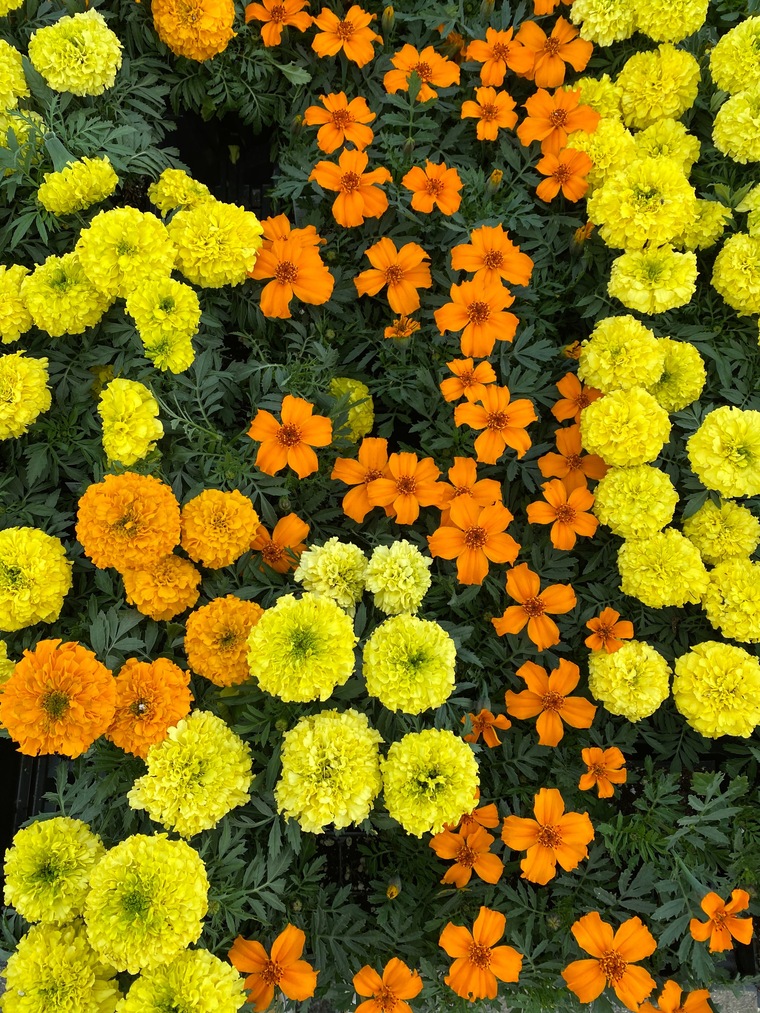 Daisy πΌβ¨π§ββοΈ banner image