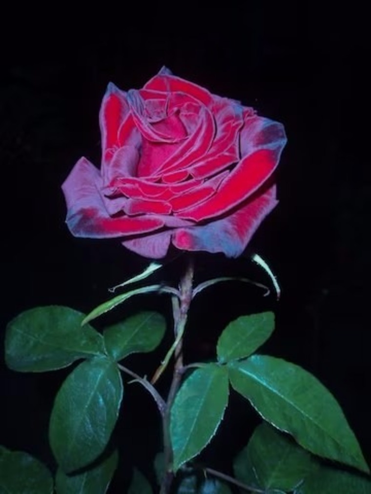 Ruby Wilson cover image