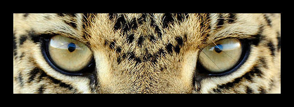 Stella Charlie banner image
