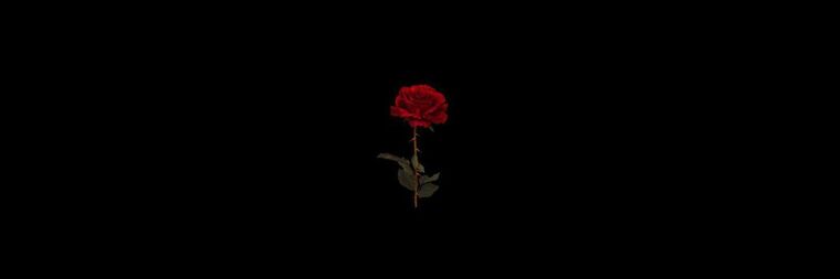 Stella Rose cover image