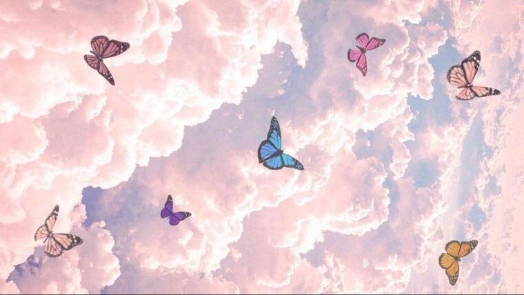 🦋 Stella 🦋 cover image