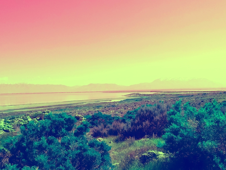 Stevie banner image