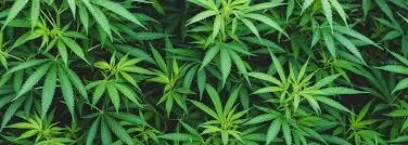 Stoned_out_alien banner image