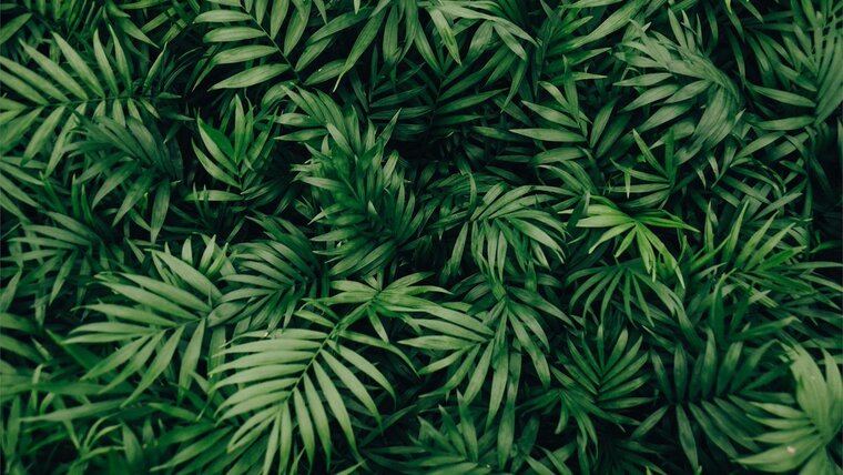 StonedShorty banner image