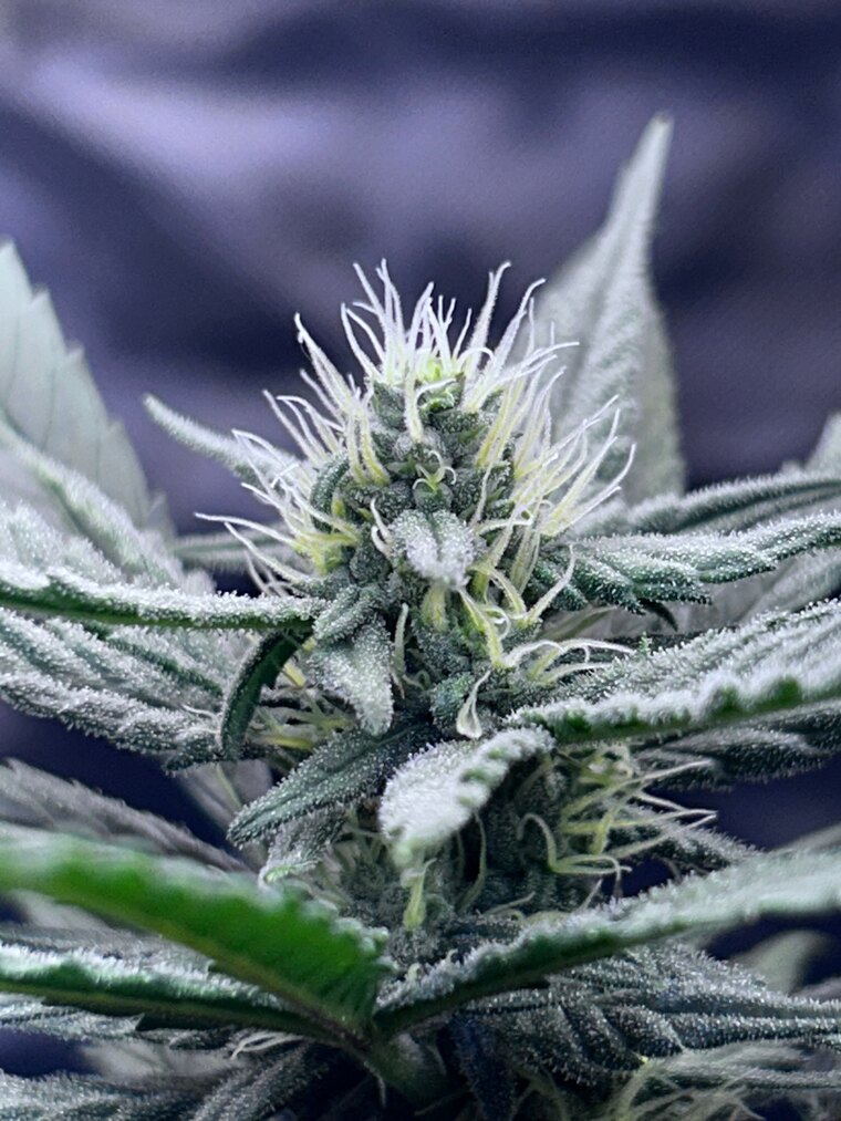 Stoney cover image