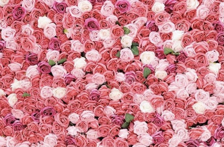 Strawberry Rose cover image