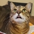 Stroganoff avatar