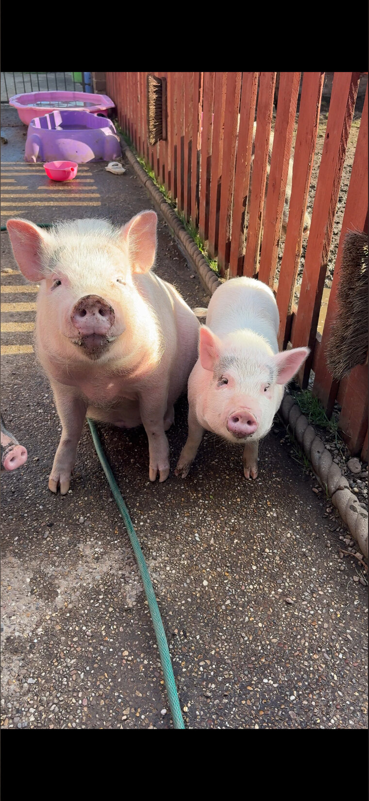 Stubbypigs cover image