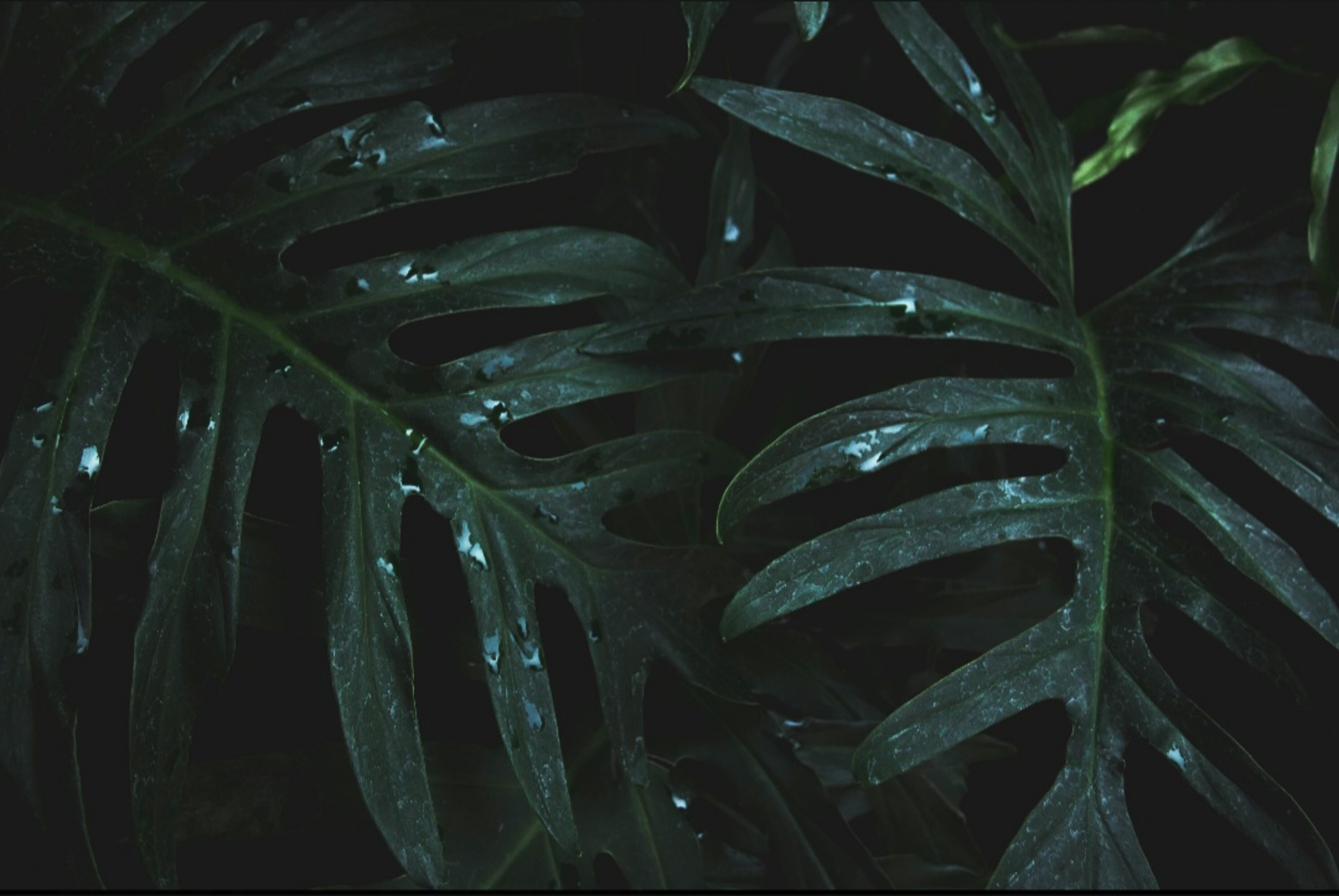 Sugar Butt banner image