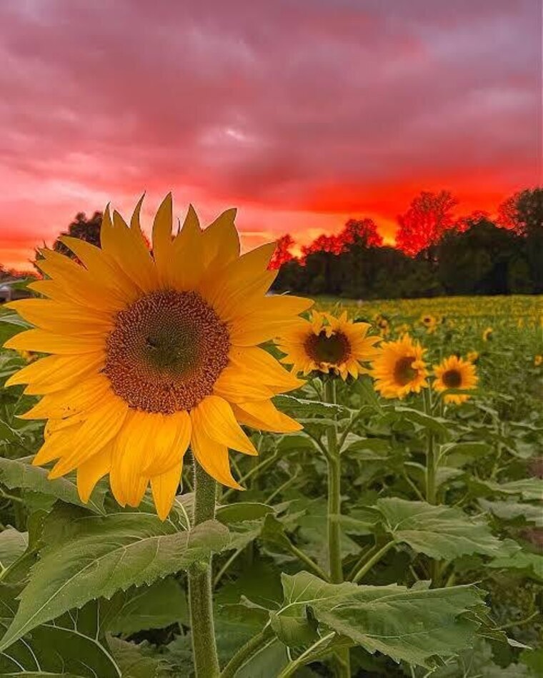 SunFlowers cover image