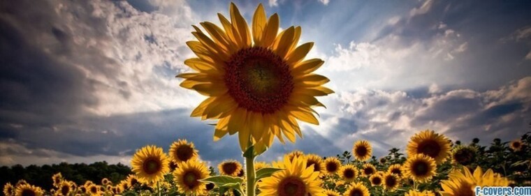 Sun Baby cover image