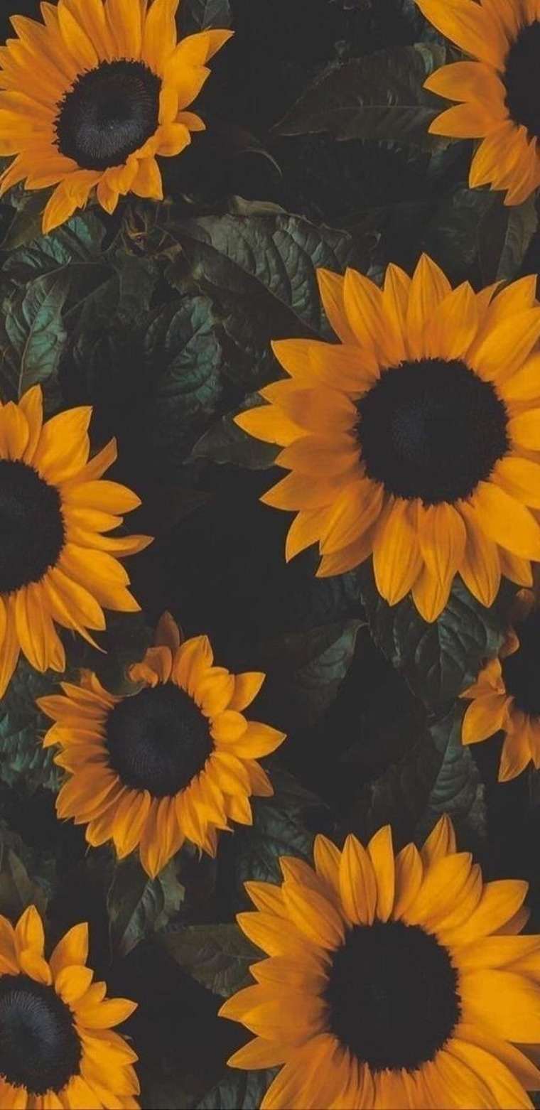 SLW83 banner image