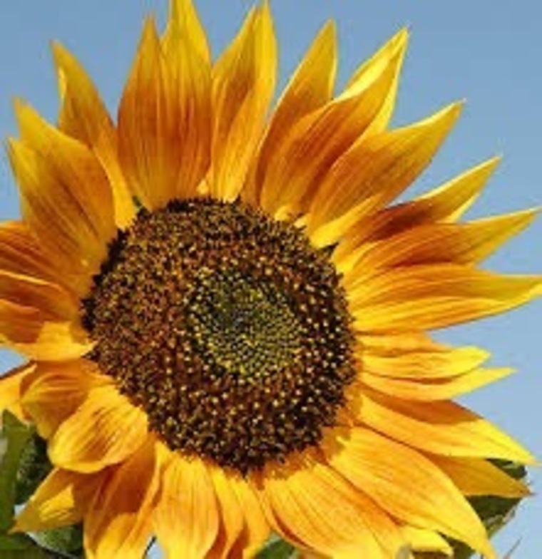 Sunflower_696969 banner image