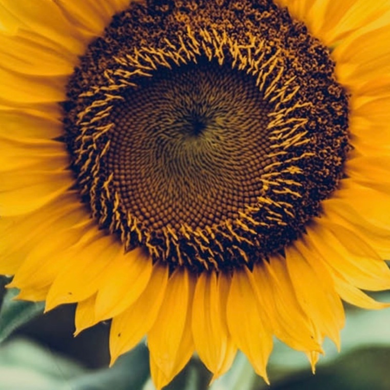 Sunflower_bb 🌻 cover image