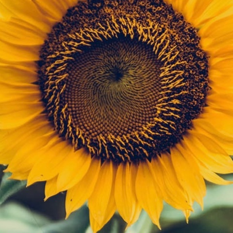 Sunflower_bb 🌻 cover image