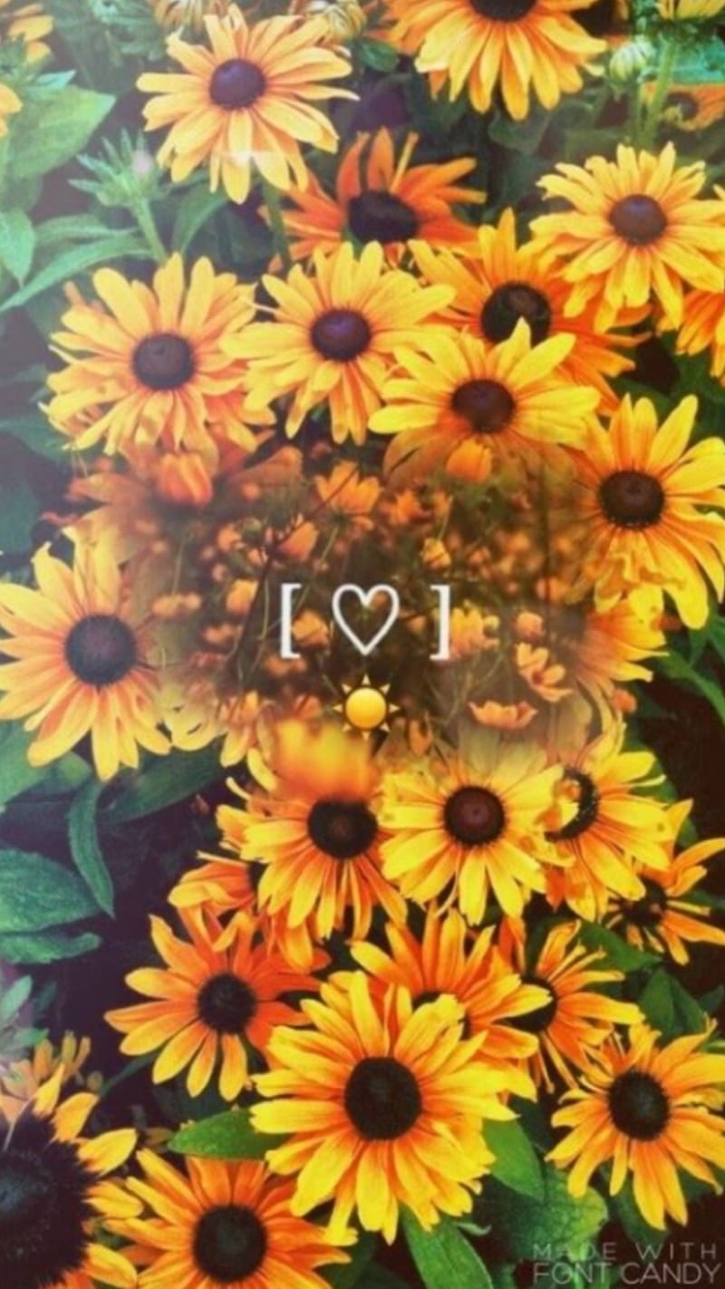 SunflowerFreak banner image