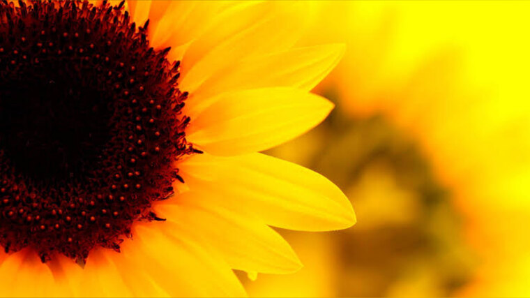 SunflowerGlow banner image