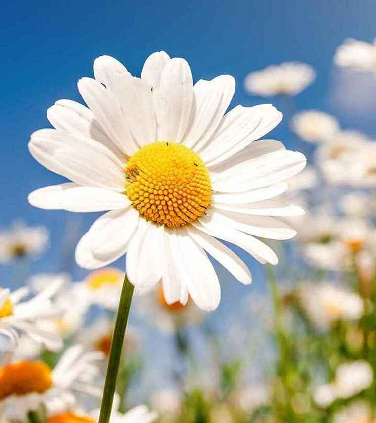 Daisy cover image