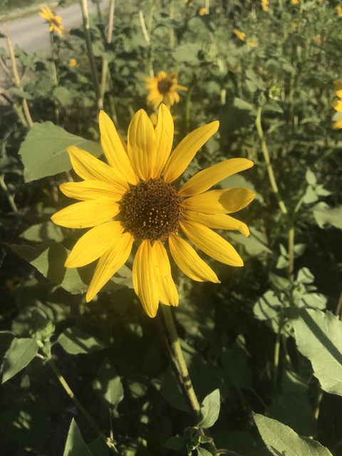 SunflowersAndMoonbeams cover image