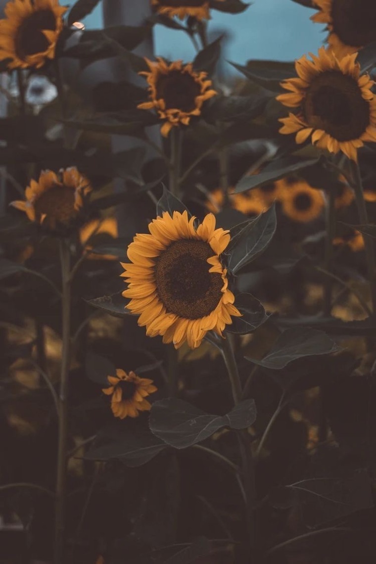 Sunflower cover image