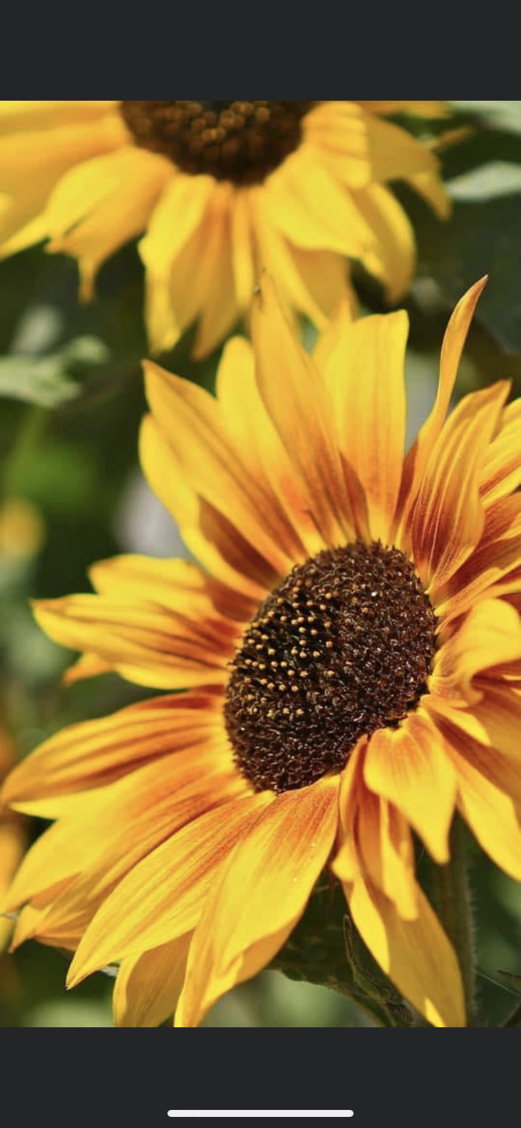 SunLove banner image