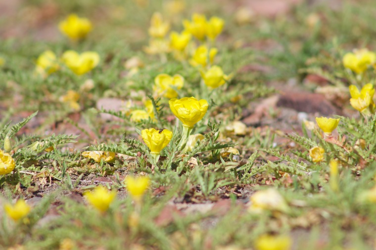 SunnieBunnzz banner image