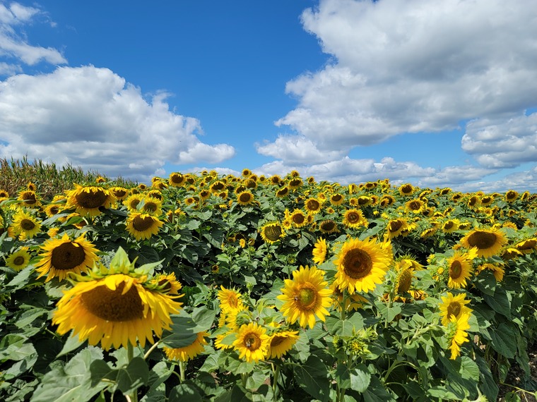 SunnyDaze banner image