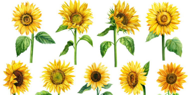 Sunflower banner image
