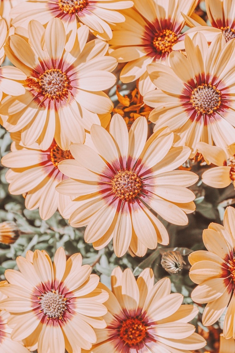 SunshineMolly banner image