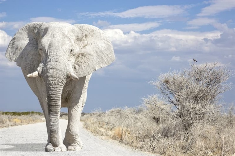 White Elephant banner image