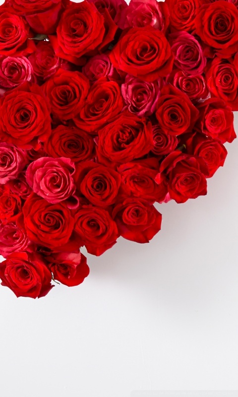 Suzi Cheeks banner image