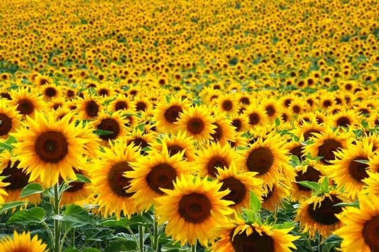 Serafina 💛🌻✨☀️ cover image