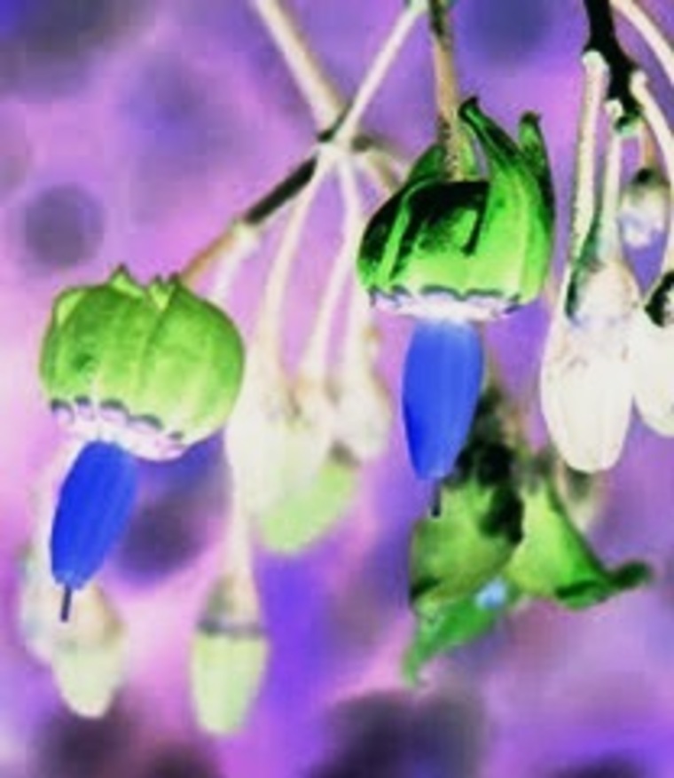 Bonnie Blu cover image