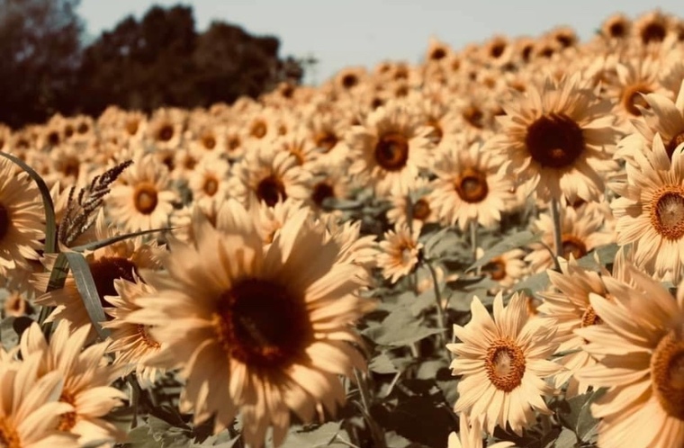 Charleigh banner image