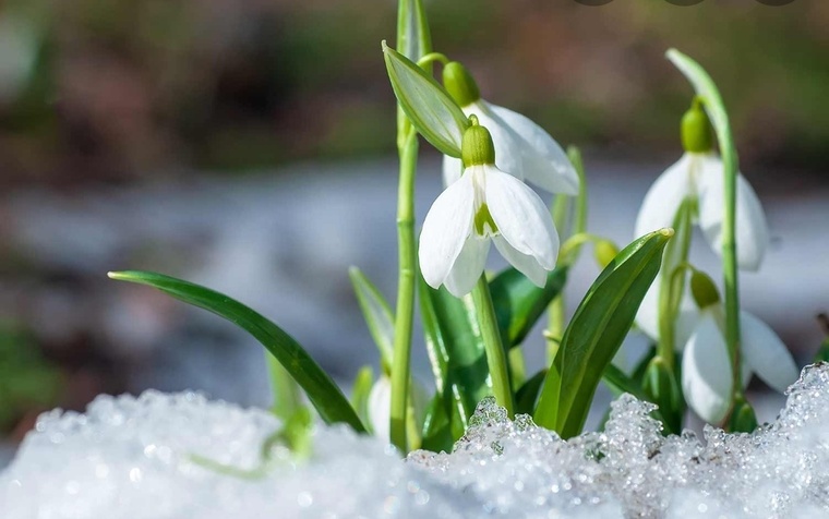 SweetGalanthus cover image